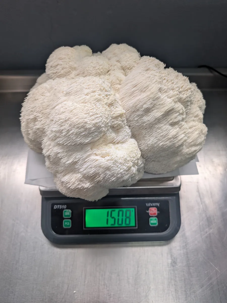 Giant 1.5kg Lion's Mane freshly harvested at Slemish Fungi